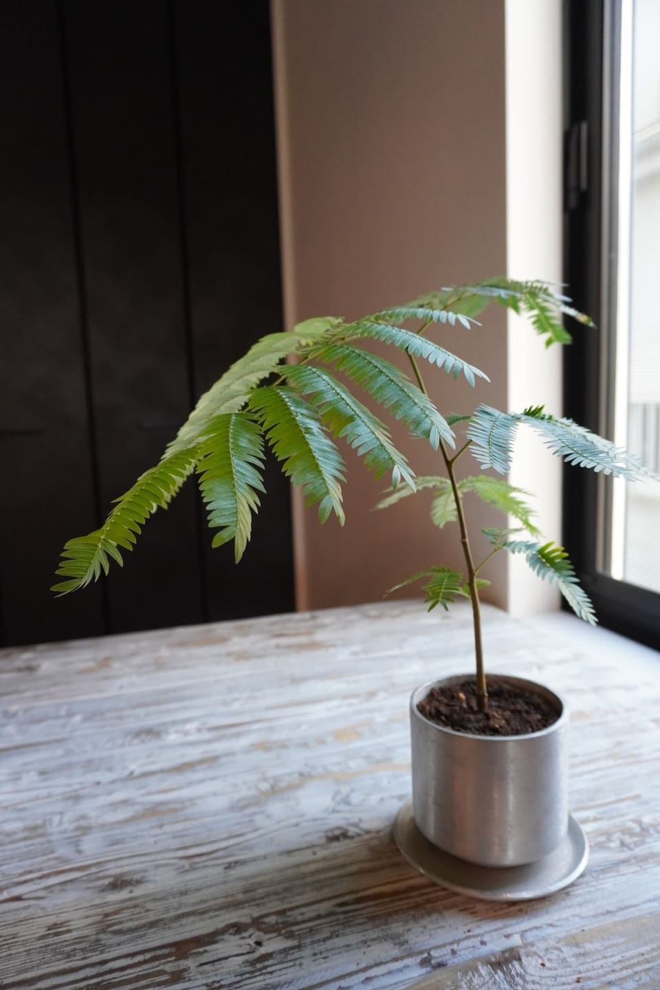 植物をおしゃれに撮りたくなる気持ちがわかった エバーフレッシュという植物が窓から差し込む光に照らされている