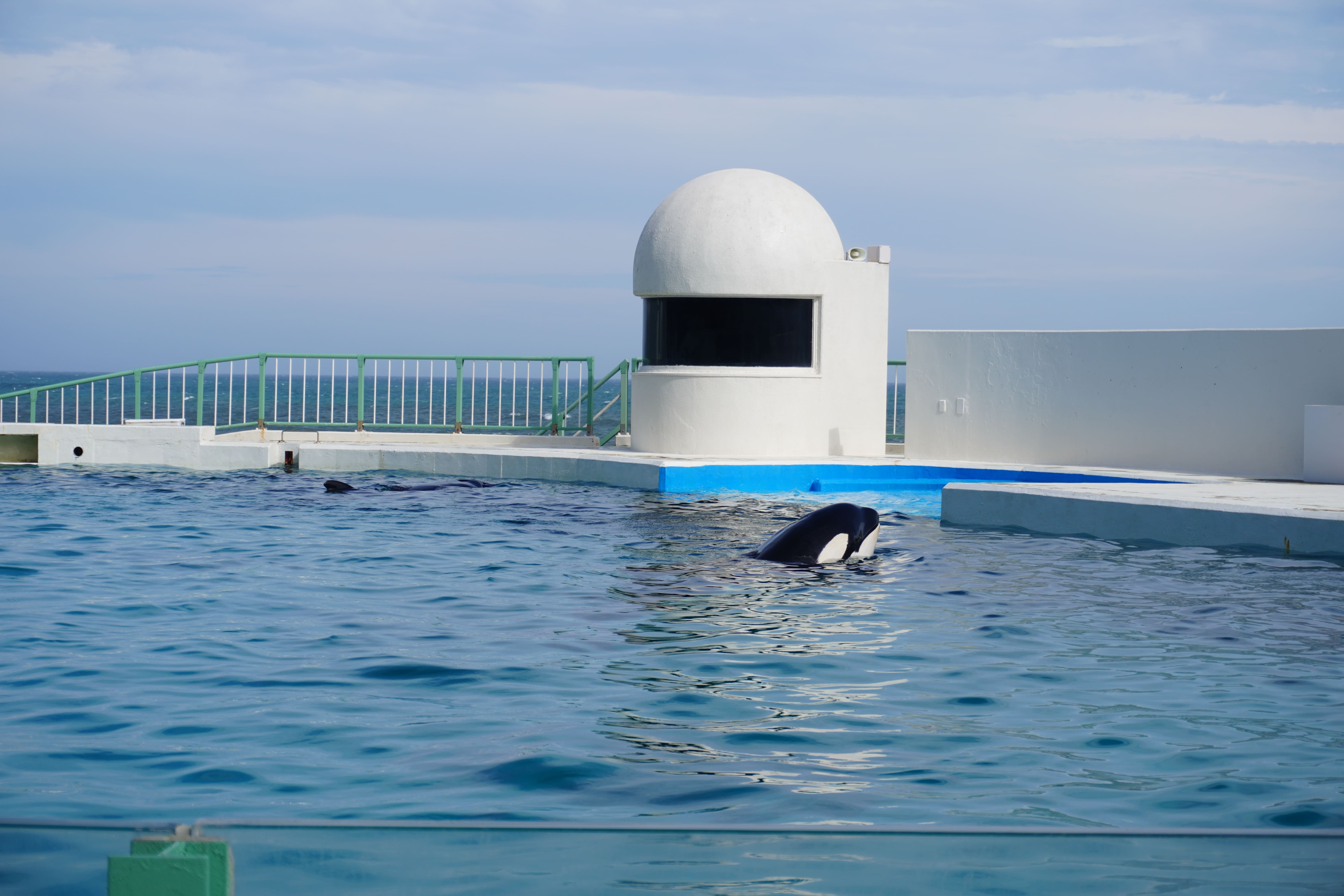 動きが速くかつ豪快で全然良い感じの写真が撮れなかった。 鴨川シーワールドの大きなプールでシャチが水面から少し顔を出している。