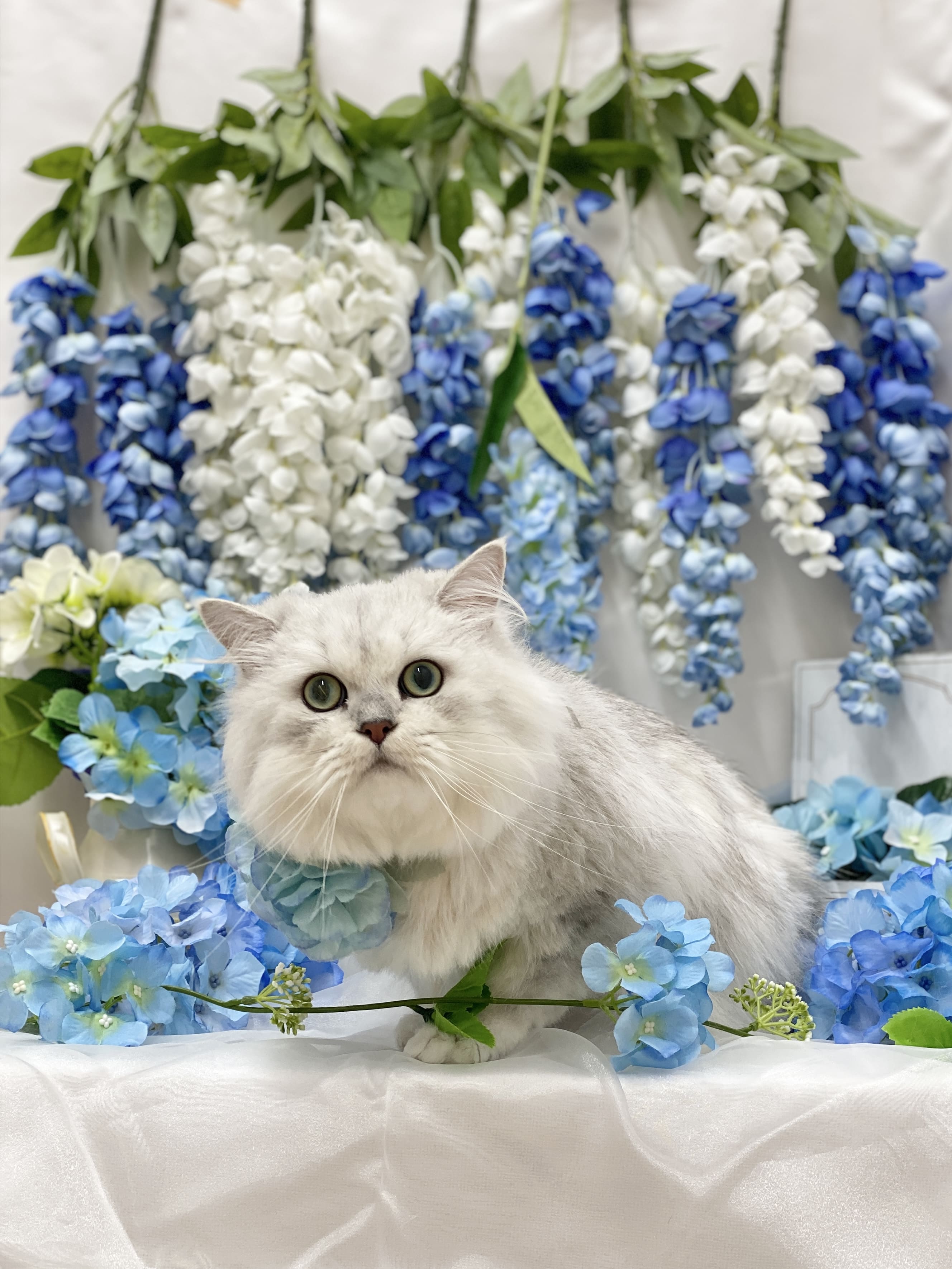 めっちゃかわいく写真を撮ってくれるサービスもあった。 たくさんの紫陽花に囲まれたシルバーのチンチラという猫の写真。綺麗にカットされている。